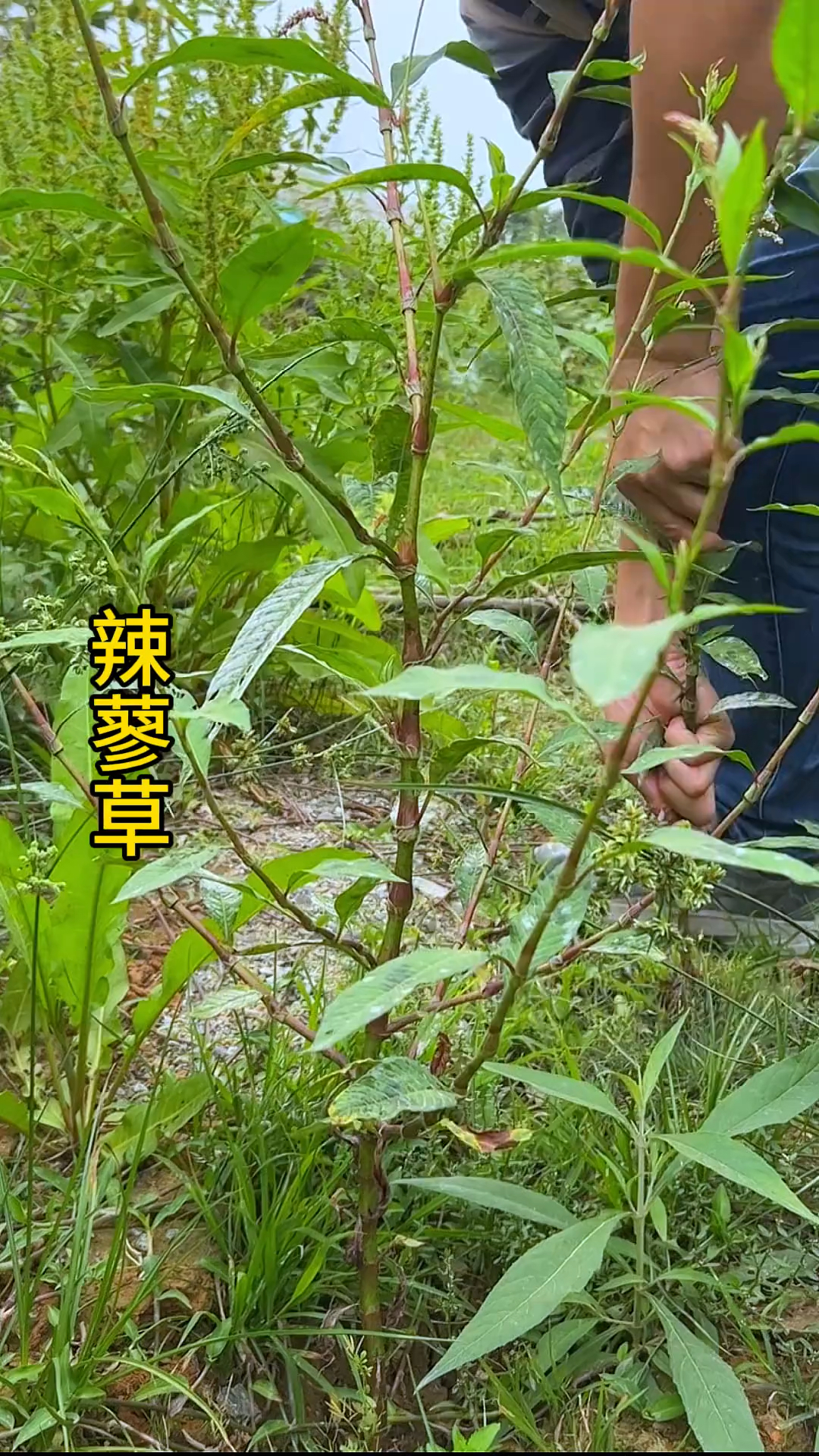 辣蓼草,我们也叫醉鱼草.花可做酒曲.小时候捣烂丢河里闹鱼