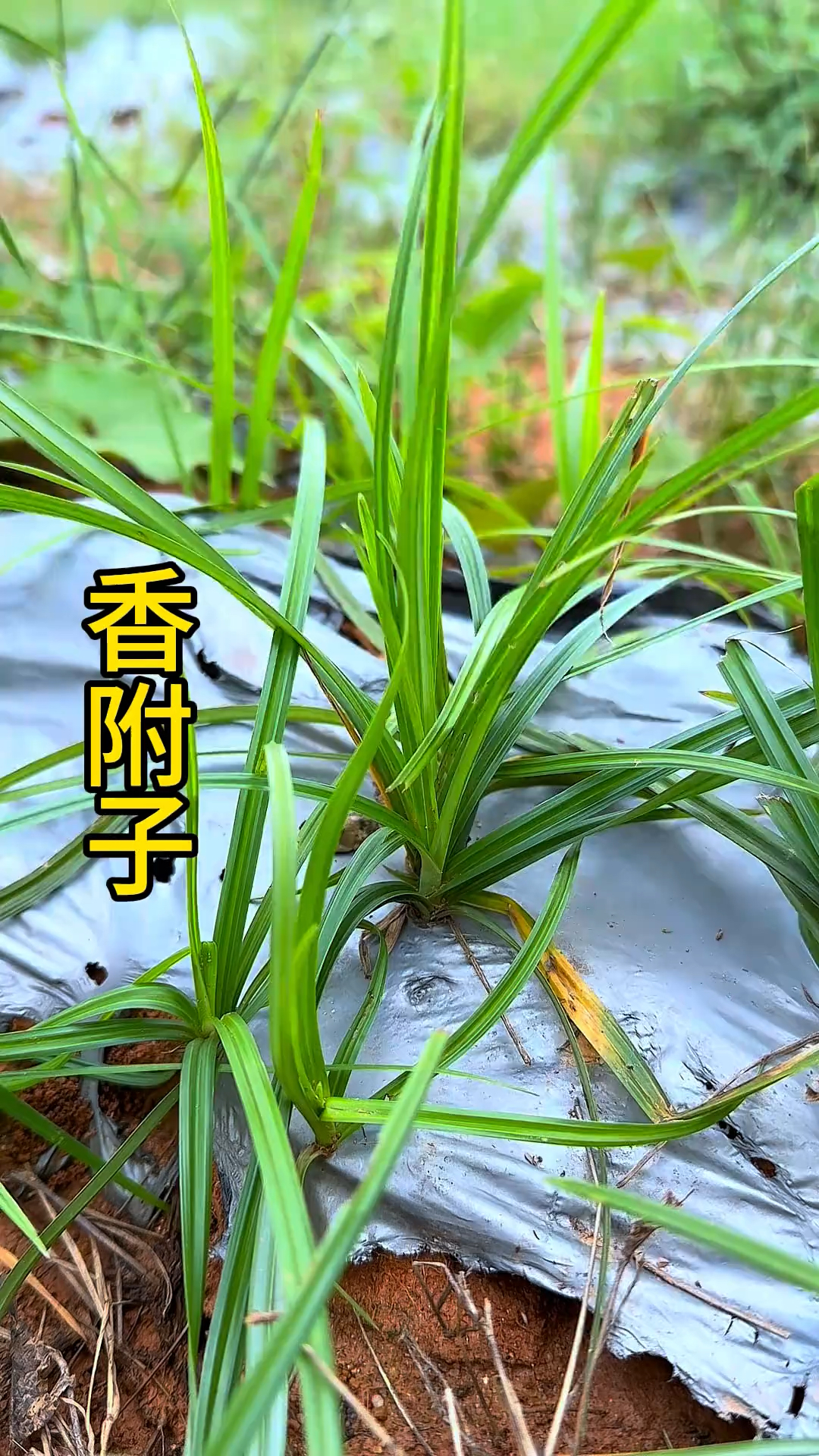 香附子,农村比较常见的一种杂草,你那里还有香附子吗?