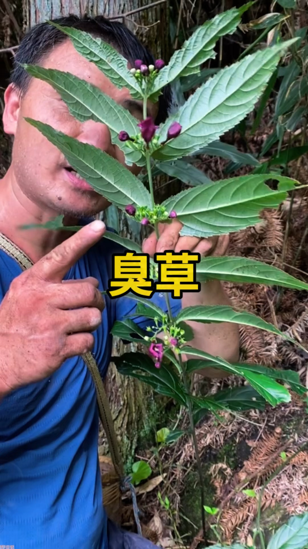 山上发现的这株草,竟是村里疯抢的宝贝!臭草稀缺值千金,快去看