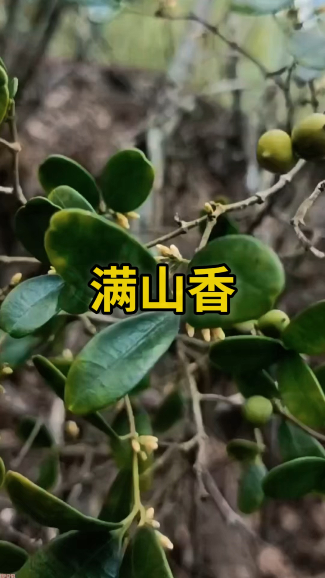 深山宝藏!遇见这种"满山香",别错过但别乱采!