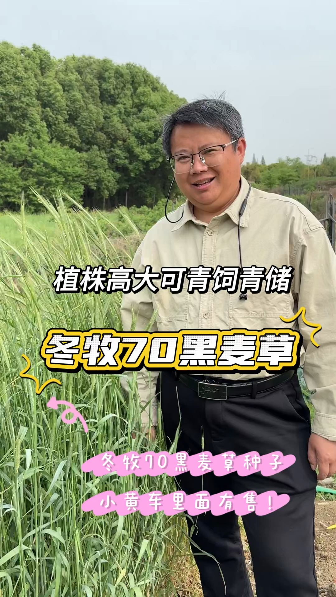 冬牧70黑麦草植株能长1.5米以上,牛羊养殖耐寒饲草,可青饲青储