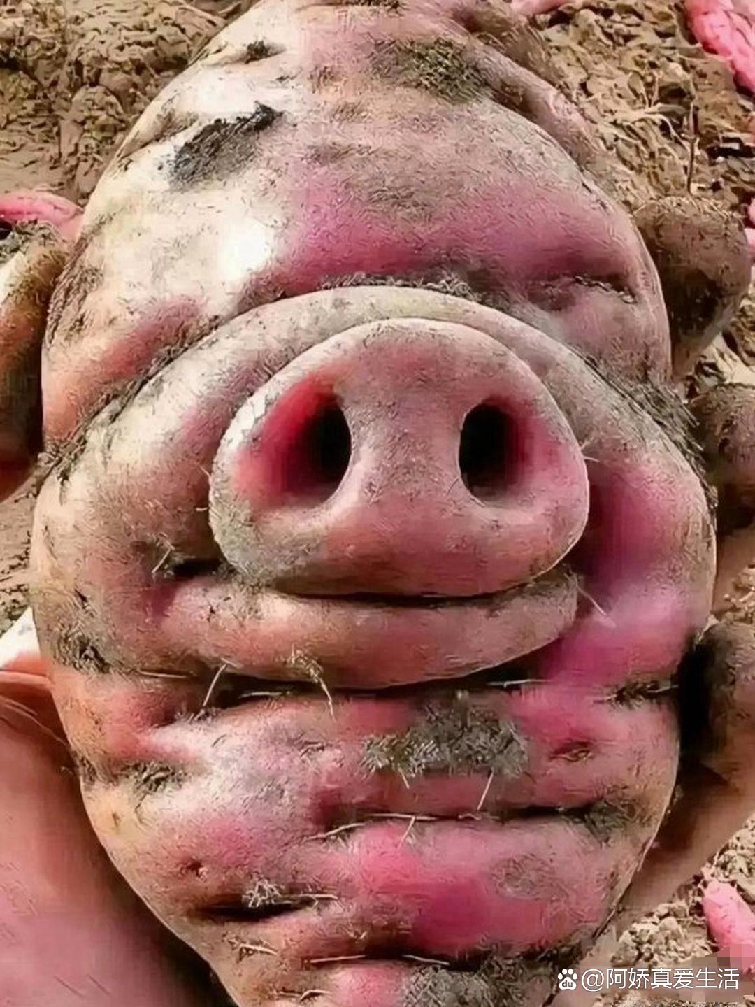 不可思议,眼前出现的番薯形状猪头样子