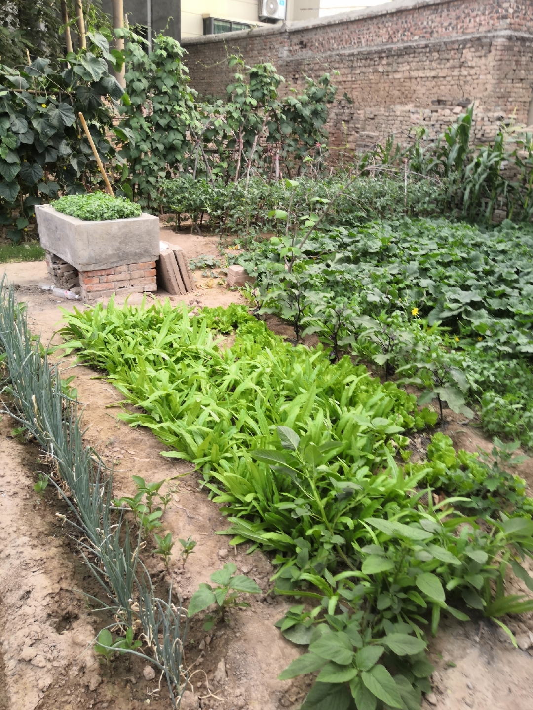 平时她去地里摘菜来回就是半个小时的样子