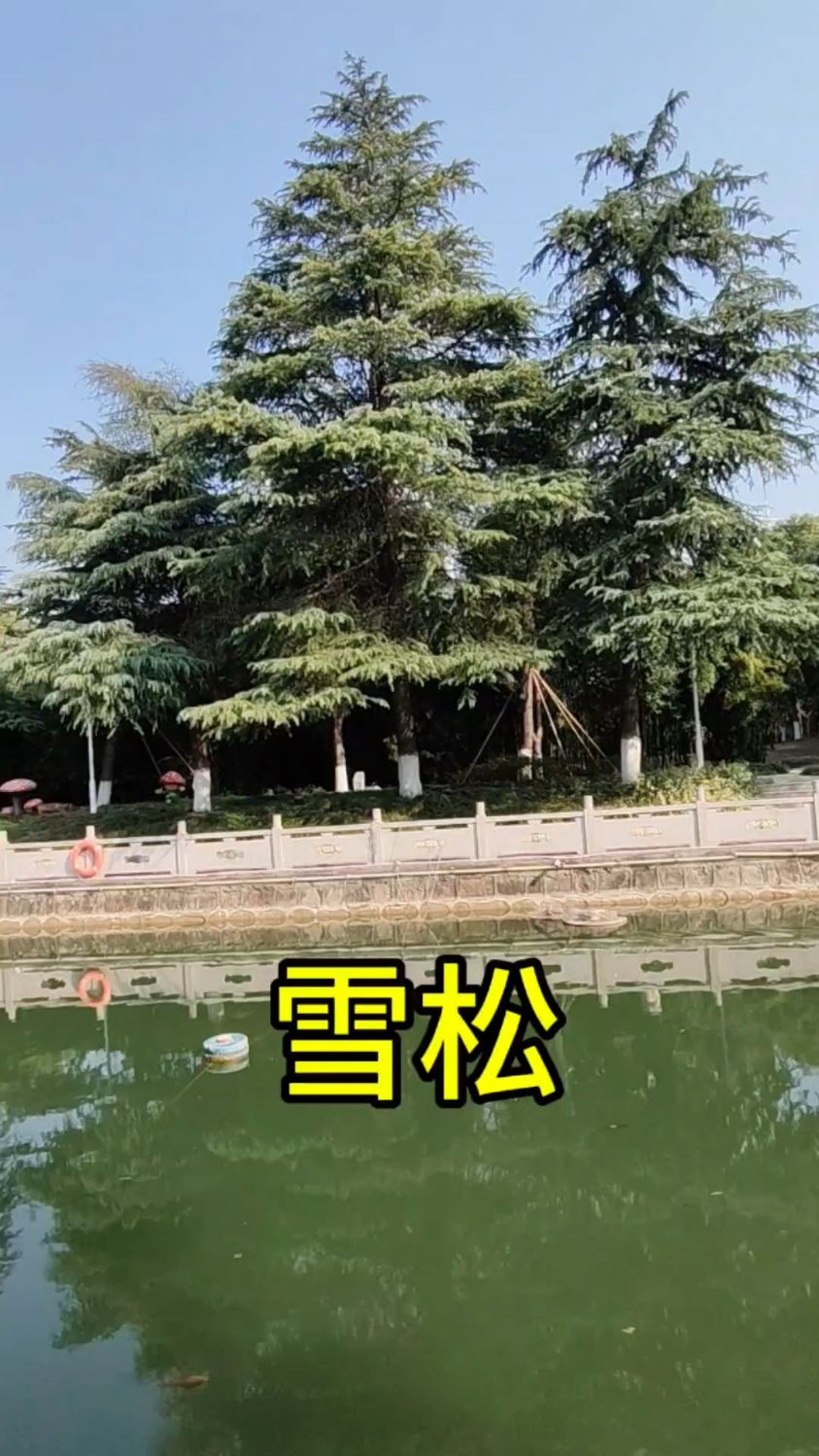 雪松,世界著名公园树种