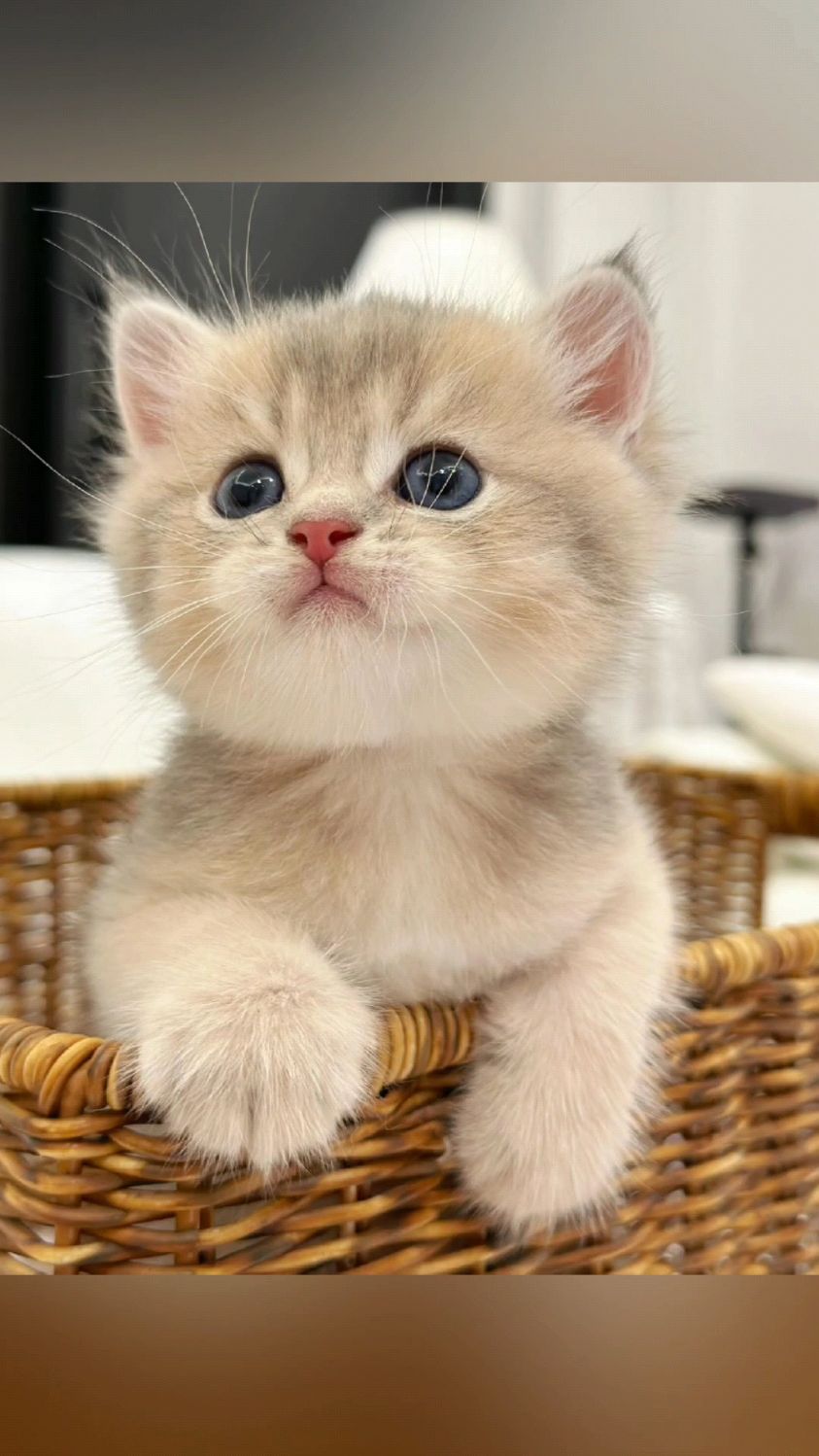 恭喜捕获一只呆萌可爱小猫咪!