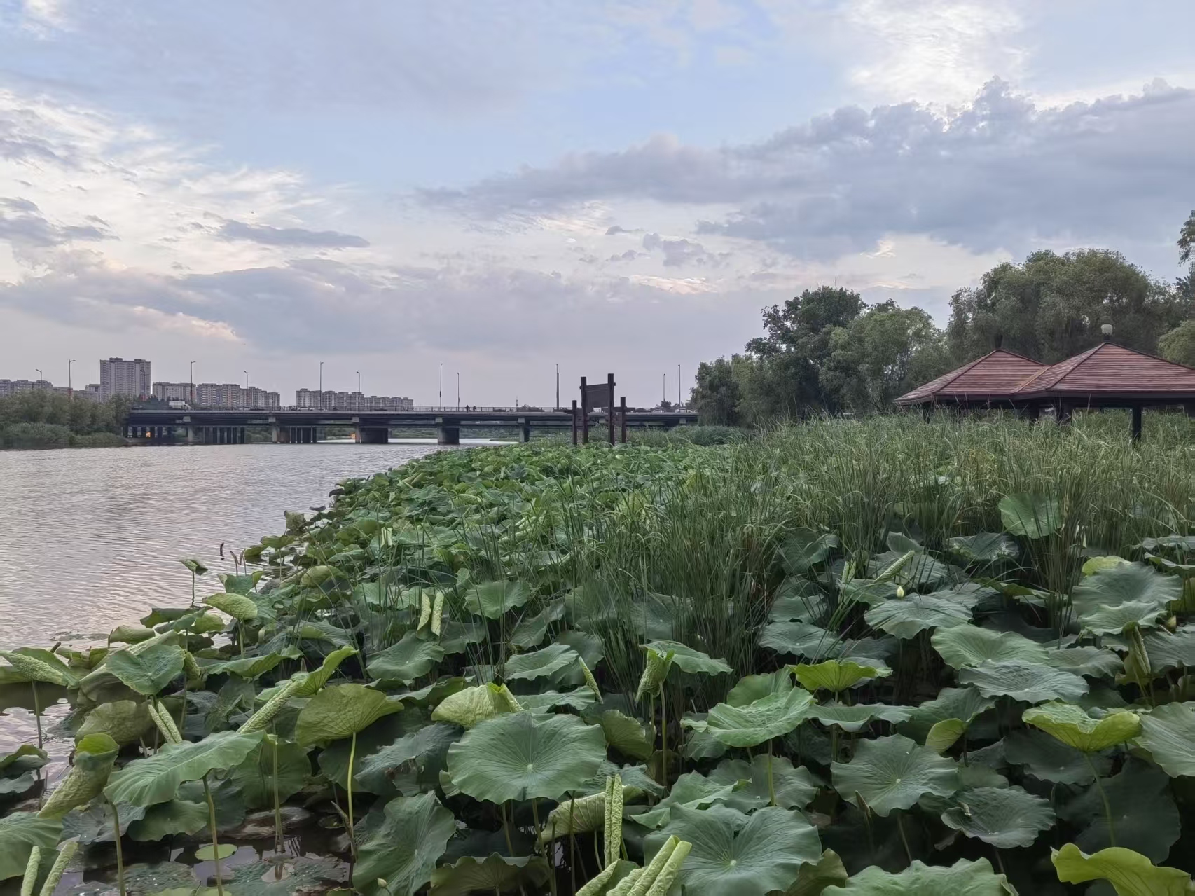 落日余晖荷花绽放,美景尽在临汾平阳大桥下