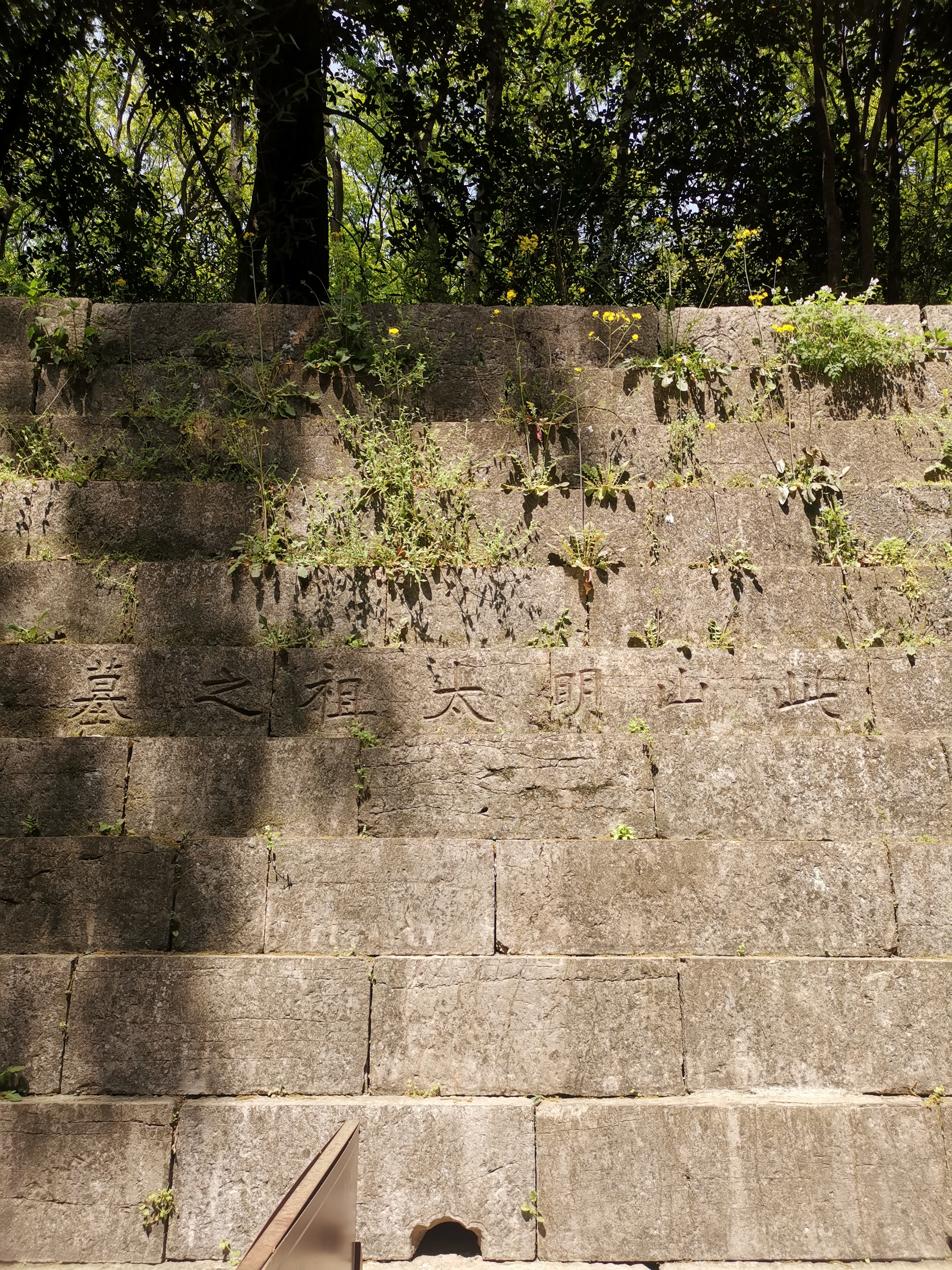 今天下决心买了南京公园年卡,第一站就到梅花山和明孝陵参观