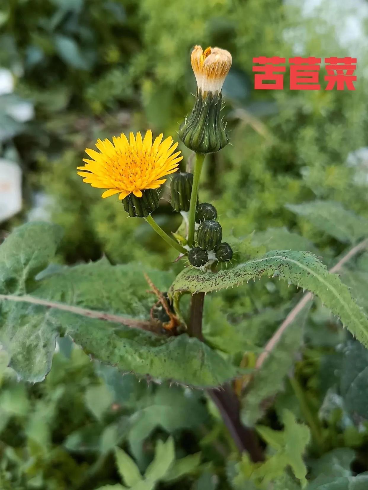 苦苣菜大蓟蒲公英你能分清吗?
