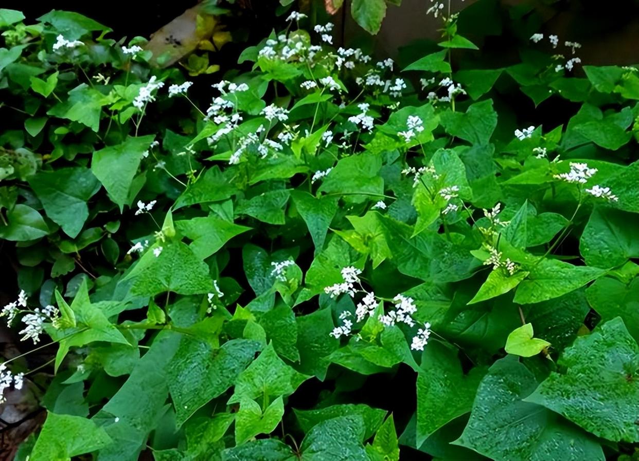 俗称"开胃草",古时的"五谷之王",金荞麦,苦荞头,好处多多 清明时节,金