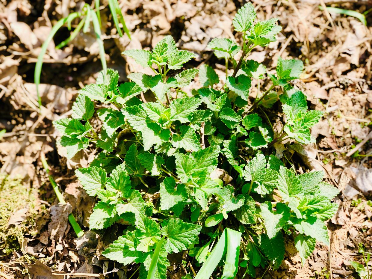 转眼之间就到了暮春时节,暮春时节,随着气温的不断升高,野菜也进入