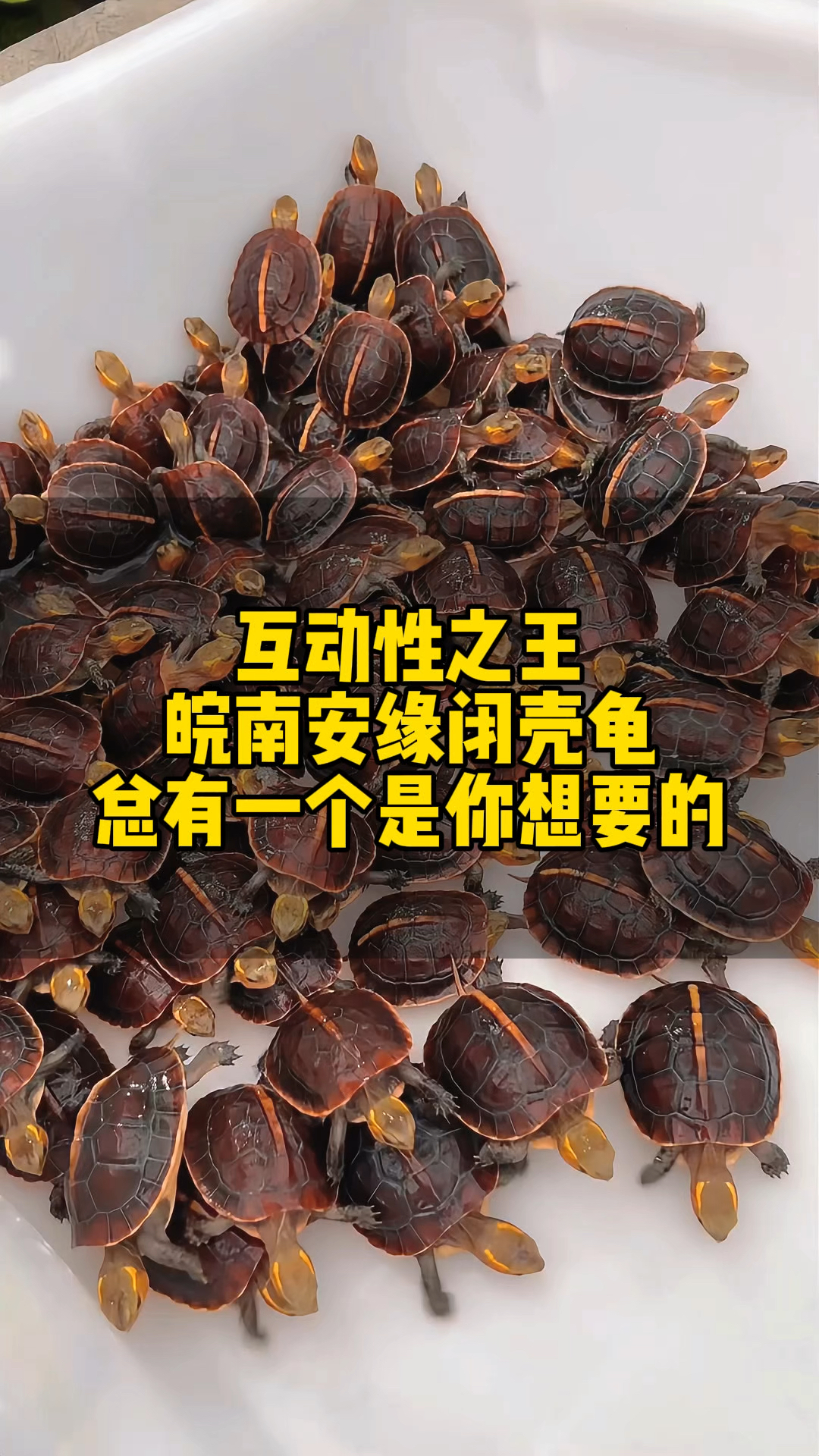 几百只正宗皖南安缘龟,总有一个能让你挑选到合适的!