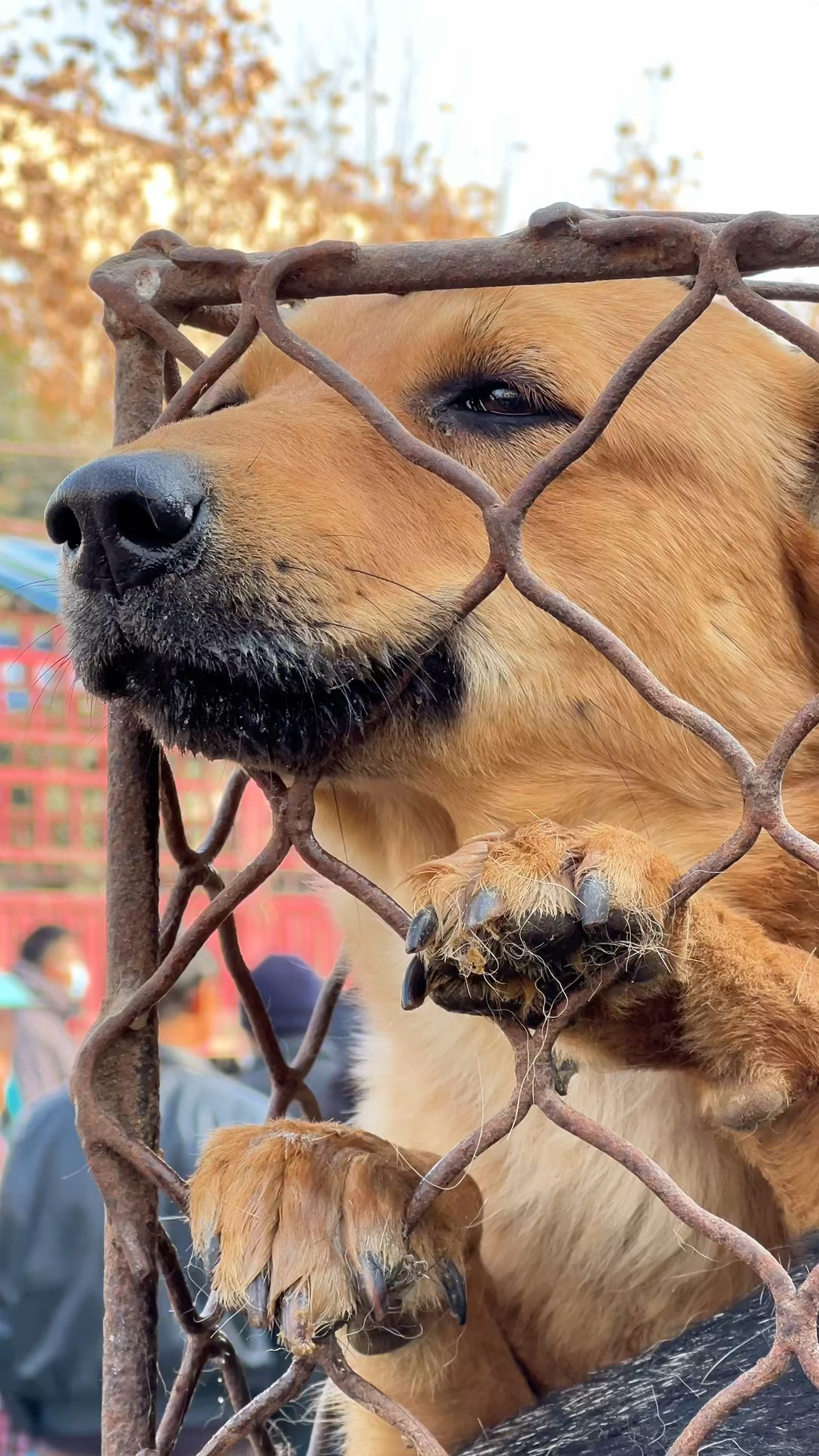 狗对主人心寒的表现