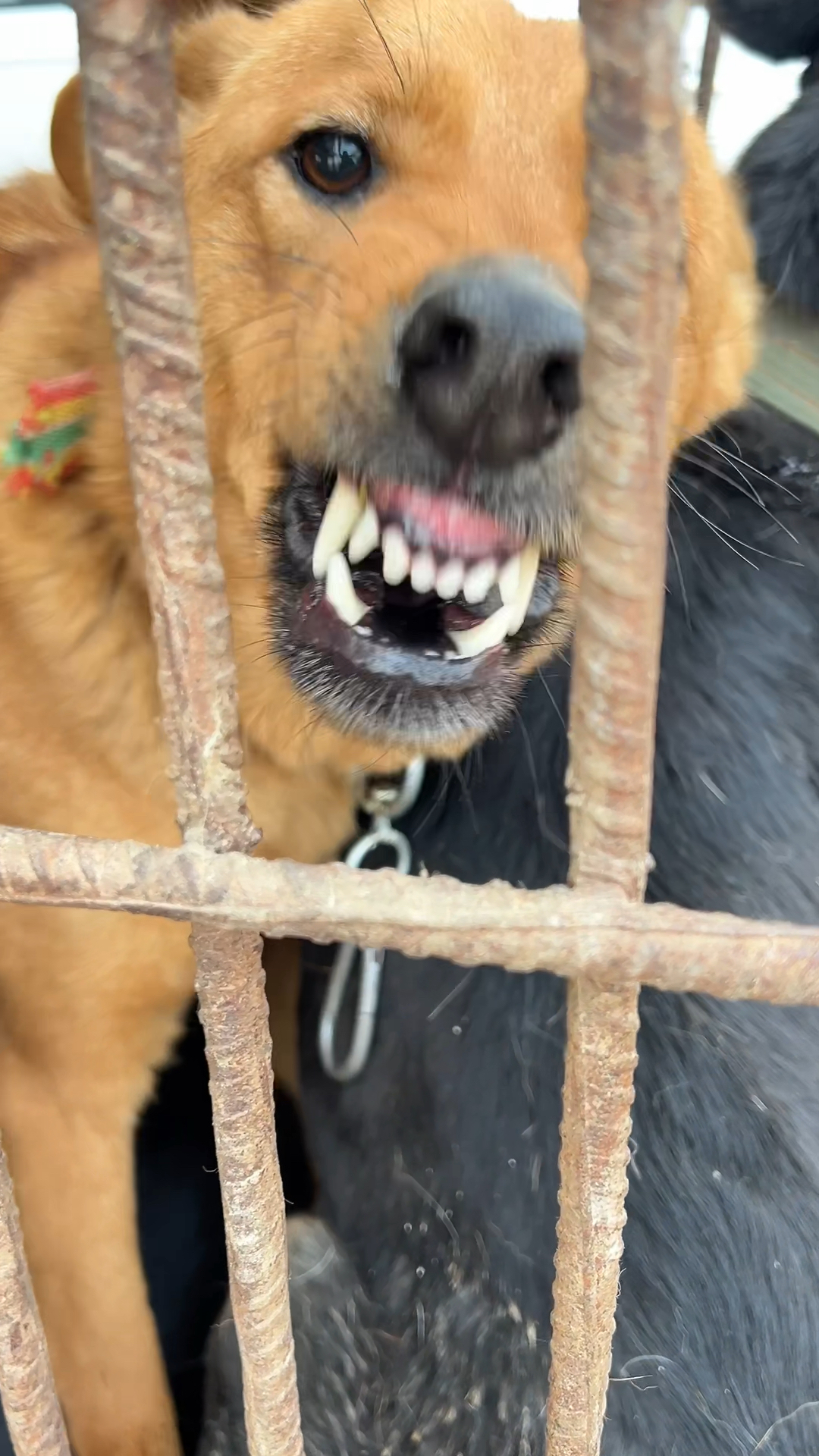 黄狗见谁都龇牙想咬人,主人毫不犹豫卖肉车,这样畜生绝不姑息