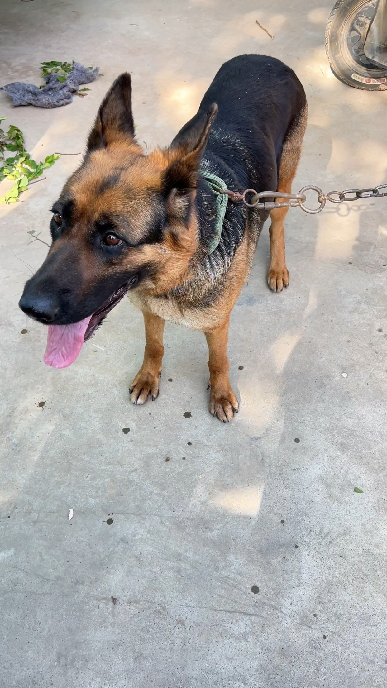 大狼狗主人不想喂养,准备给它找个好主人领养