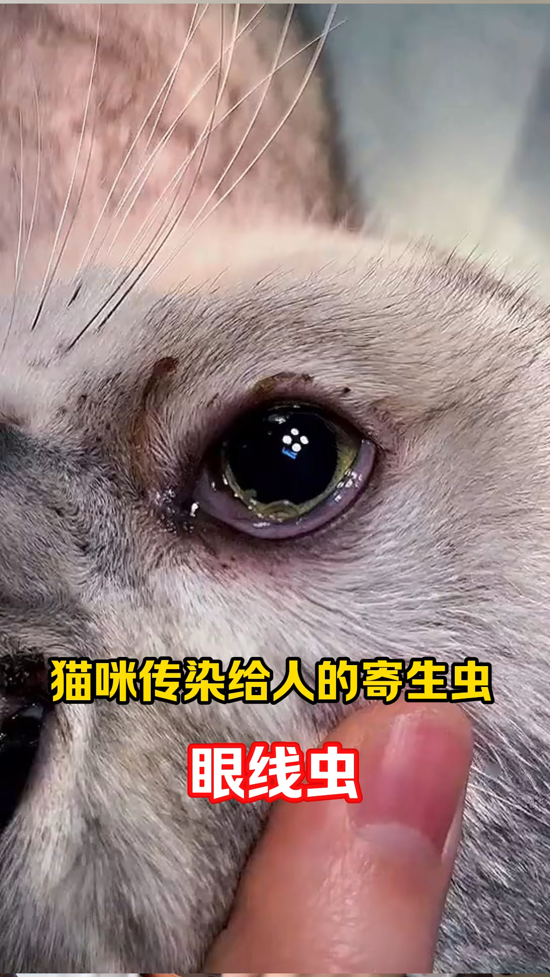 猫寄生虫会传染给人吗图片