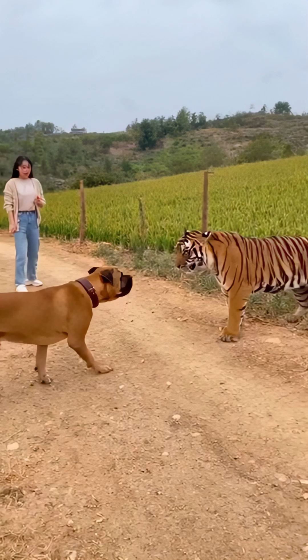 虎落平阳被犬欺是真的吗为什么在线