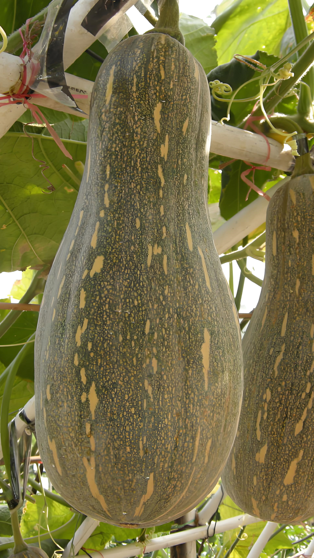 喜欢吃南瓜的朋友们看过来了,今天给你们推荐一个非常好吃的蜜本南瓜