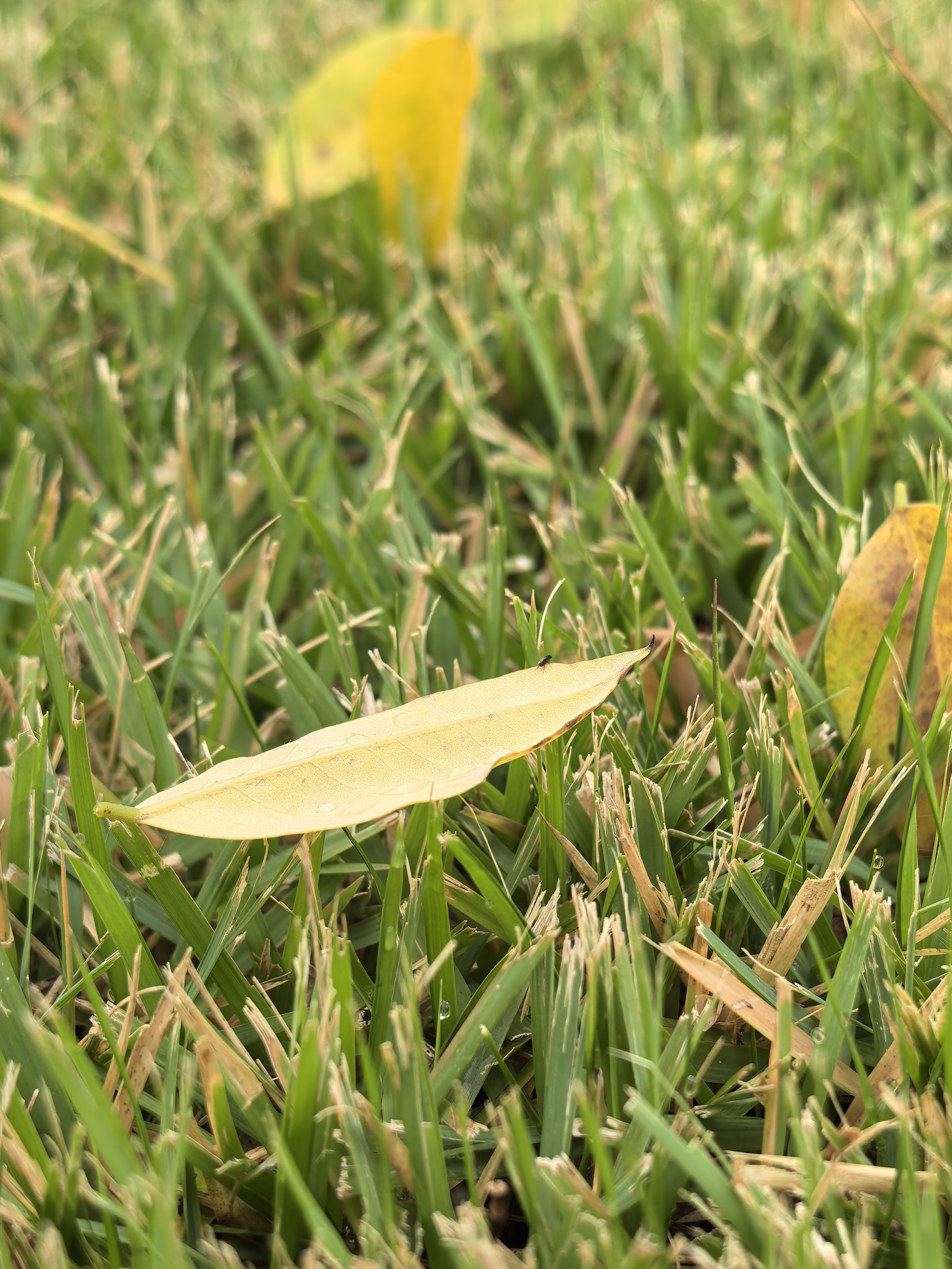 《雨一直下》 雨一直下 忘了停下 薄薄的秋天 禁