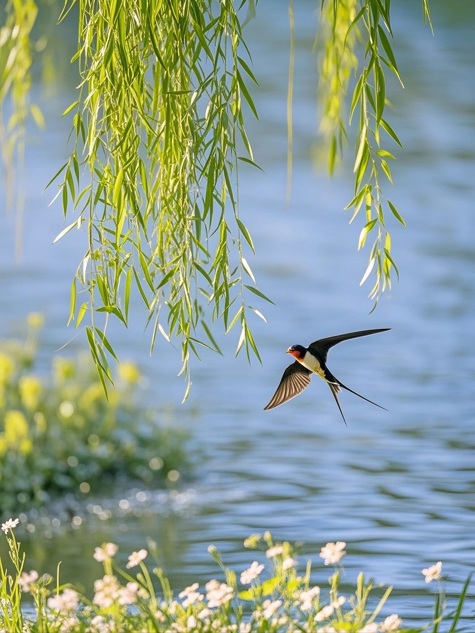 春分三候的谚语里,燕子永远衔着第一口新泥,掠过解冻的河面#春游美景