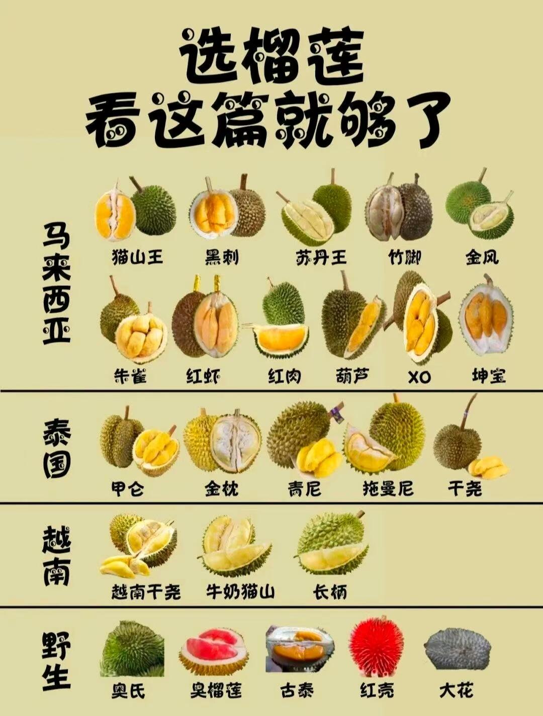 为什么海南榴莲也很贵为什么在线 为什么海南榴莲也很贵为什么在线