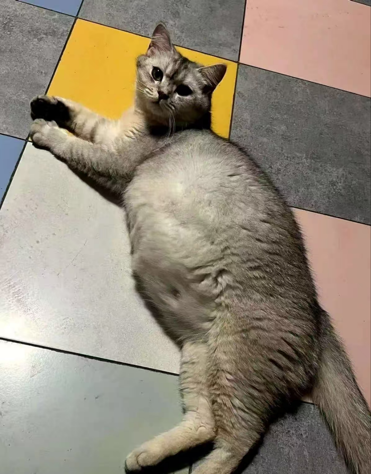 那天路过菜鸟驿站,看到只肚子圆鼓鼓的流浪猫,怯生生地望着行人