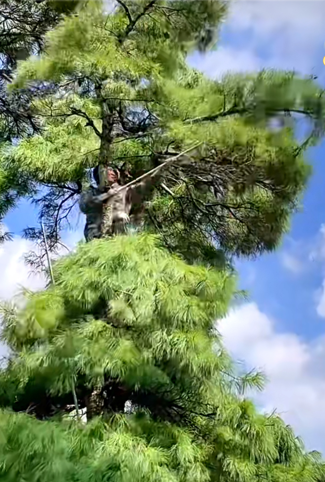都要爬到百米高的树上,把成熟的松塔,然后用手掰开把松子取出,看着