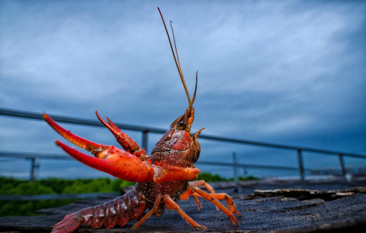 我们平常说的小龙虾,学名叫克氏原螯虾,是美螯虾科原螯虾属的节肢动物