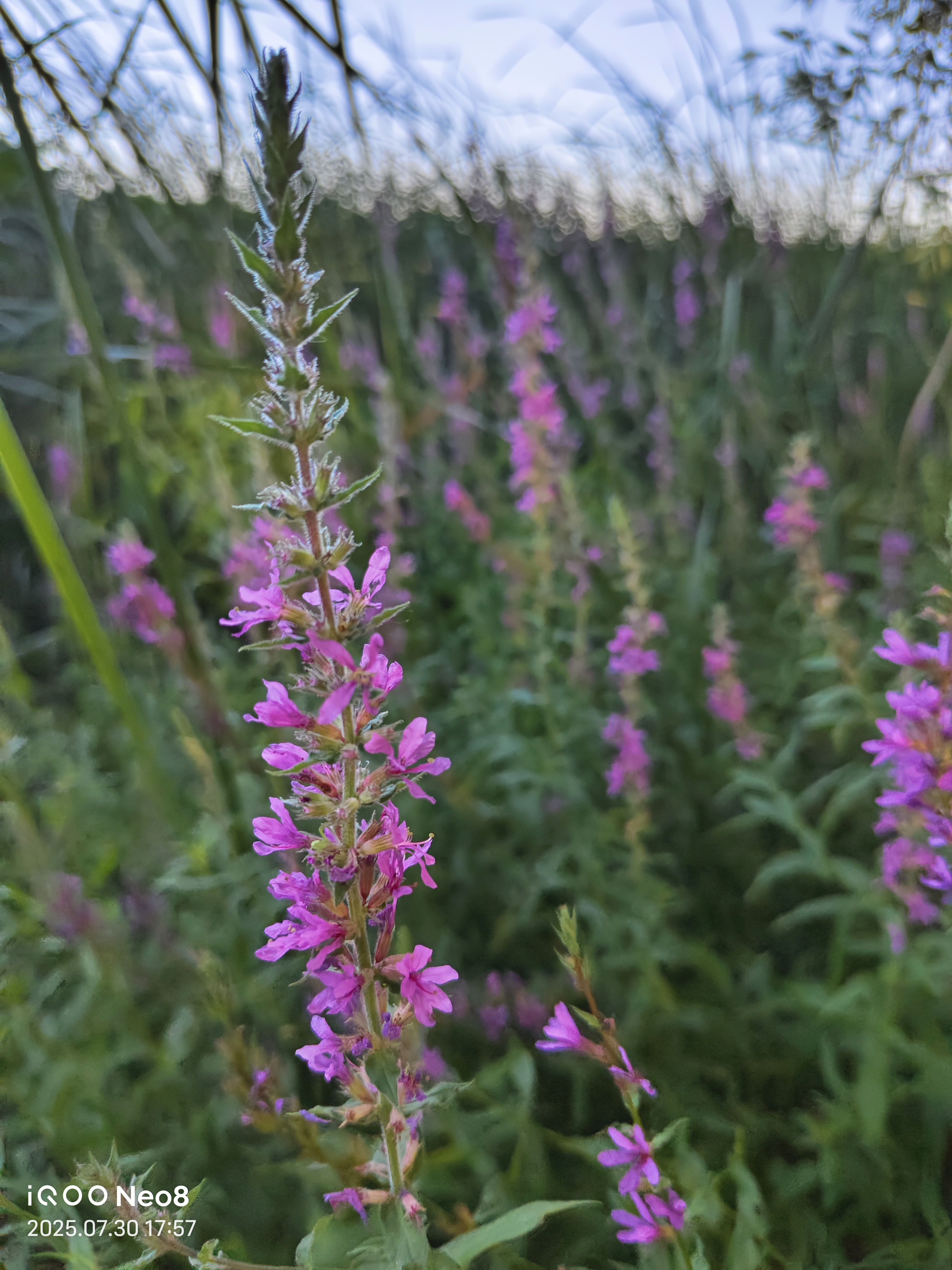 这是千屈菜,又名水柳,水枝柳 ,对叶莲等,是千屈菜科千屈菜属多年生