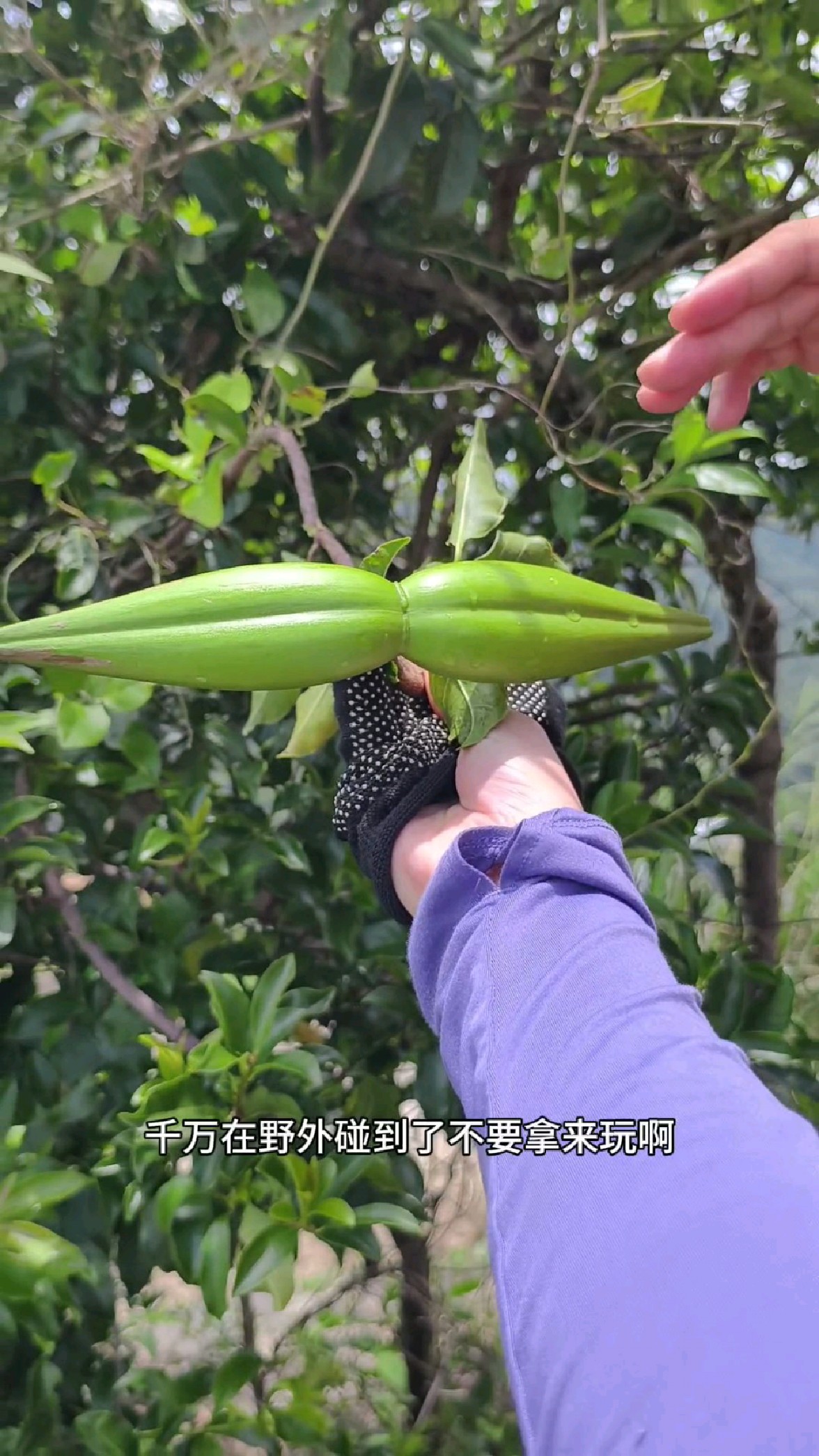羊角拗,夹竹桃科,全株有毒