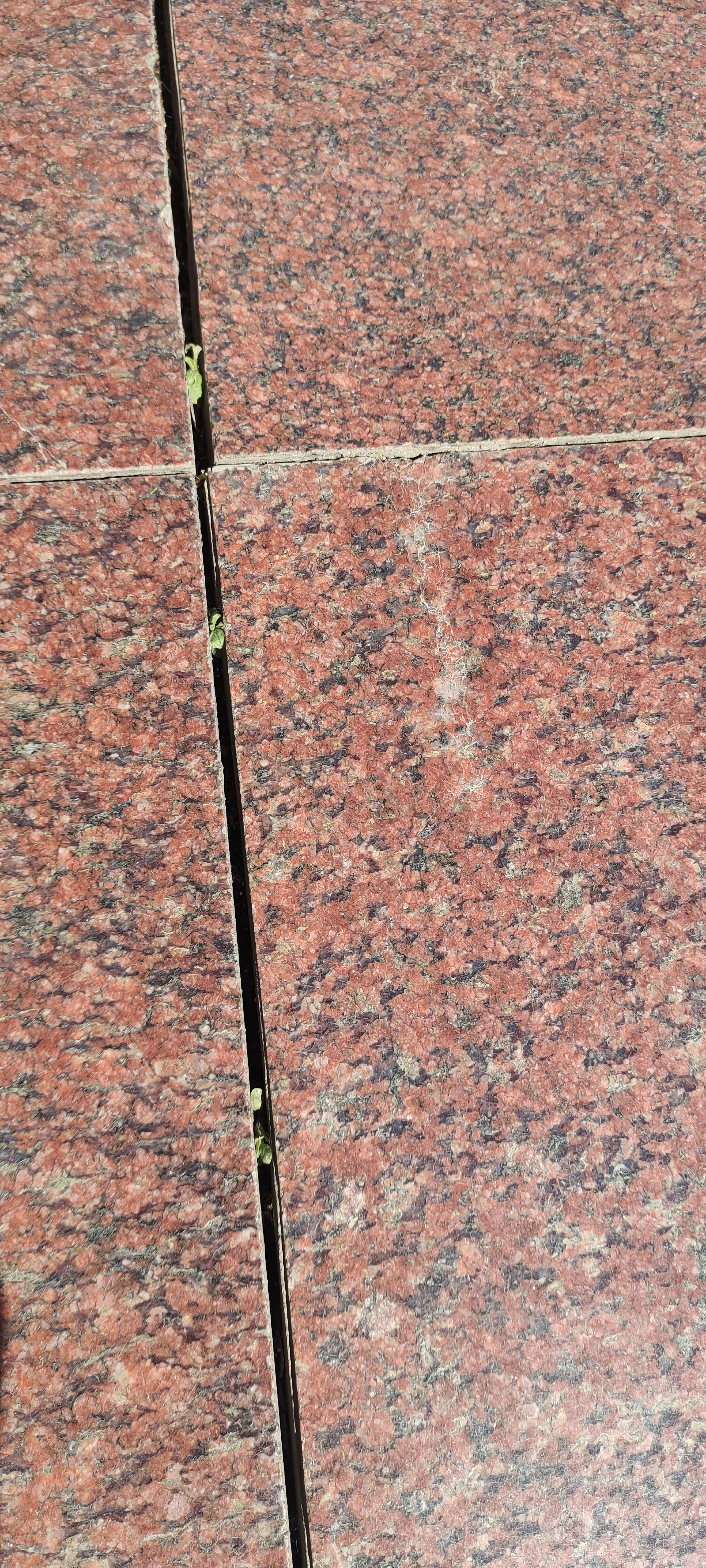 夹缝中生存,生命的力量让人感动