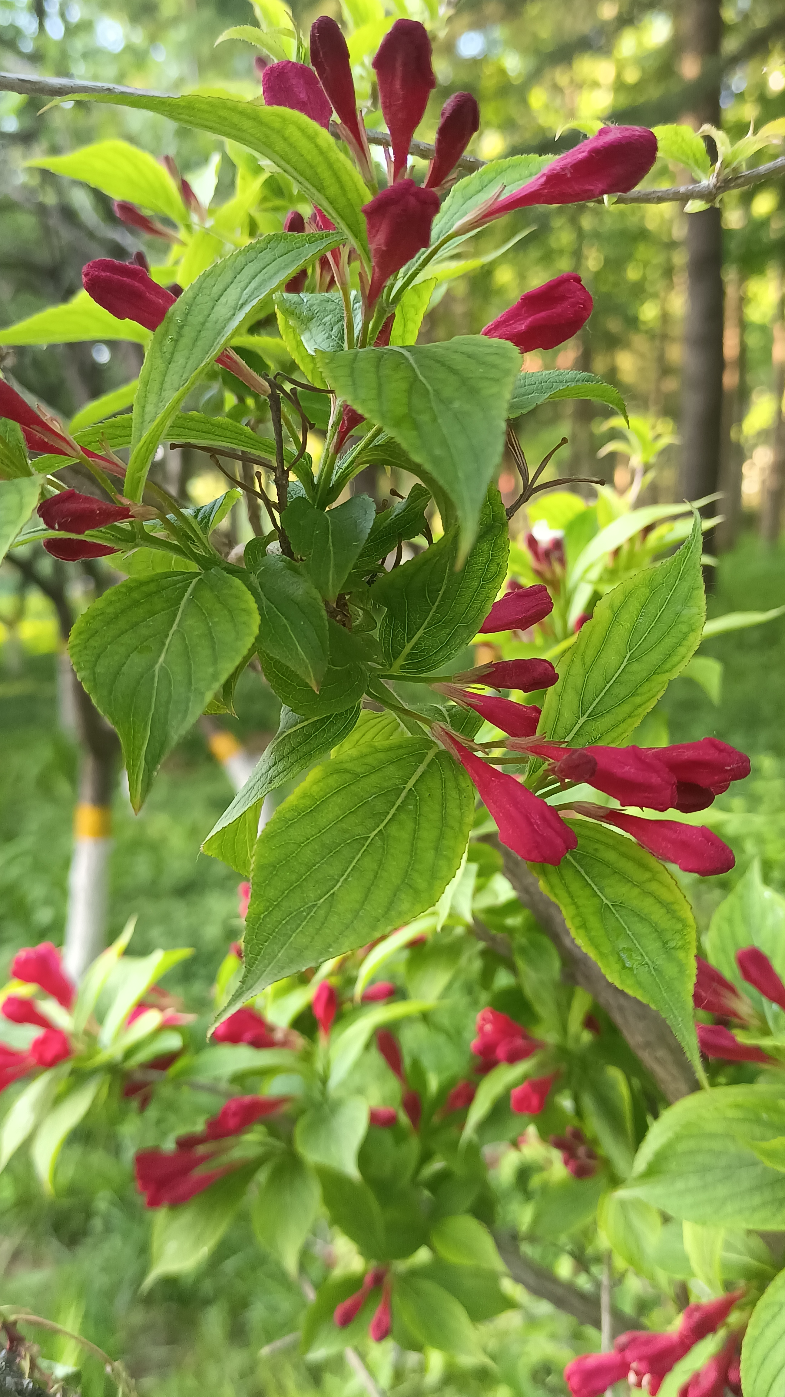 五一小长假,马上也要结束了.总觉得放假无论多久,都不够休息的