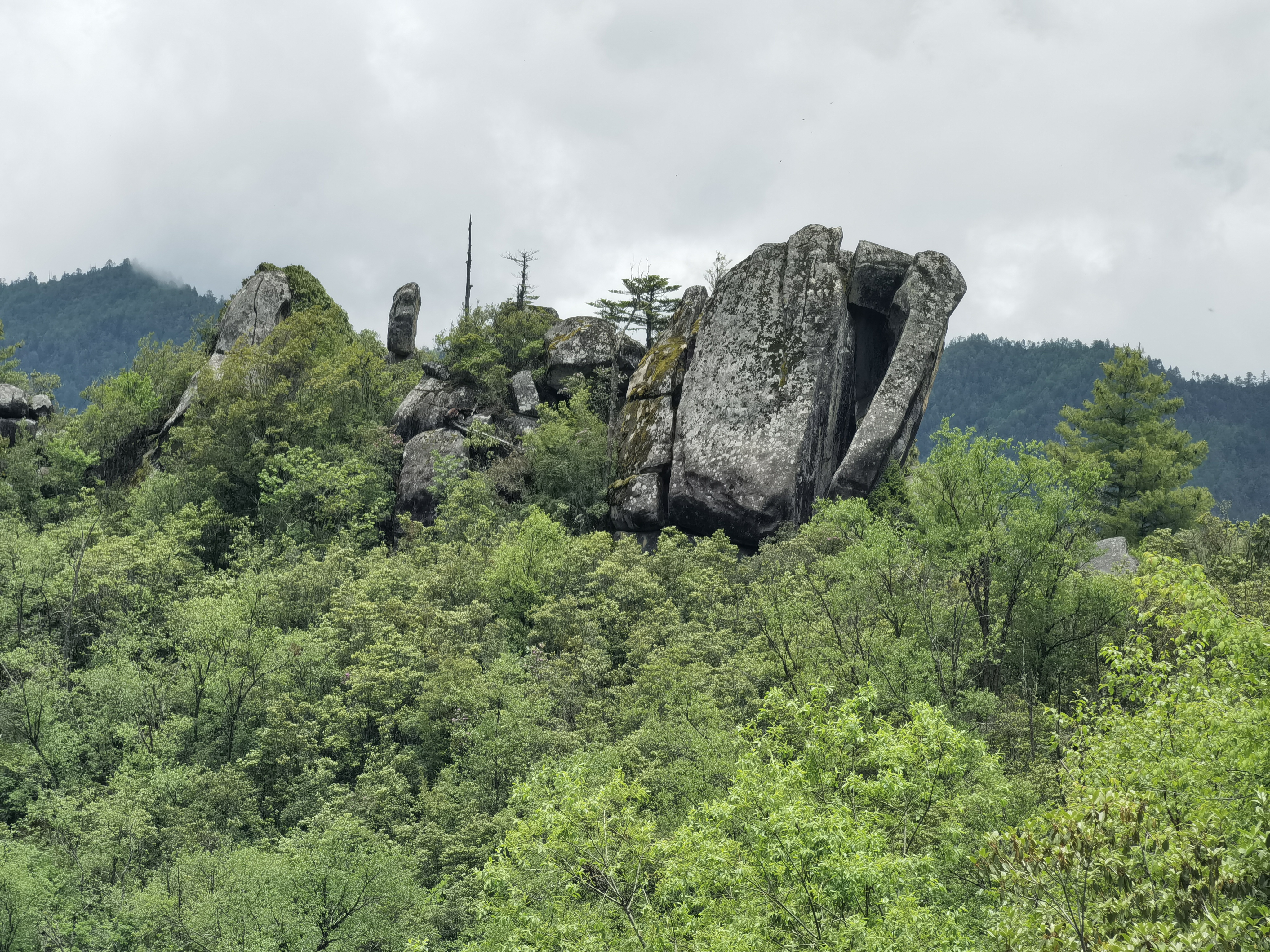 杜鹃花被几场大雪摧毁,山上已经看不见一朵花,阿纳阿纳果玉龙县石头乡