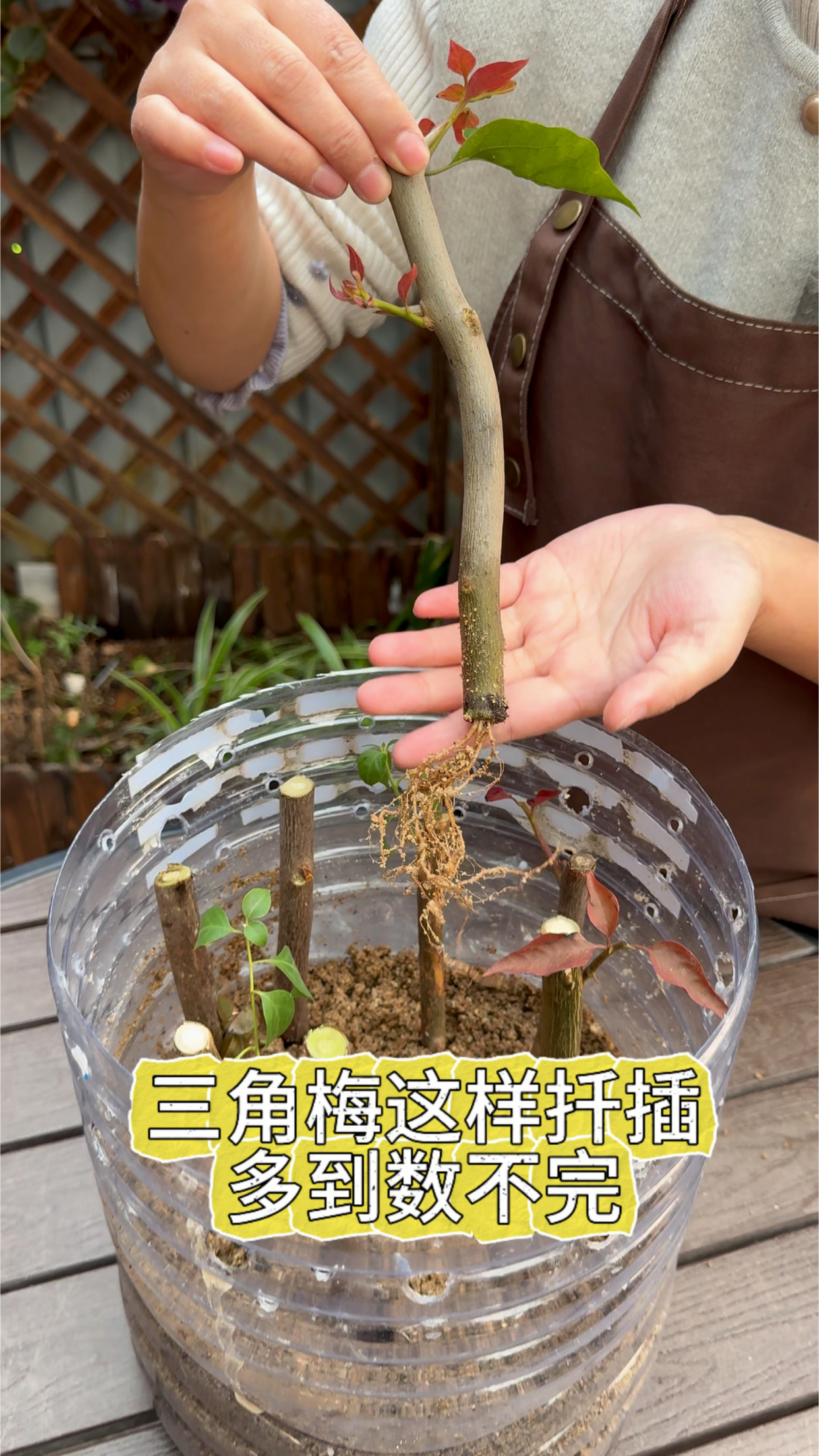 冬天学会这样扦插三角梅,到了开春你就有数不完的三角梅了