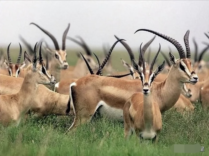 西藏保护了20年藏羚羊,现在全国数量已超30万,为何仍然是保护动物?