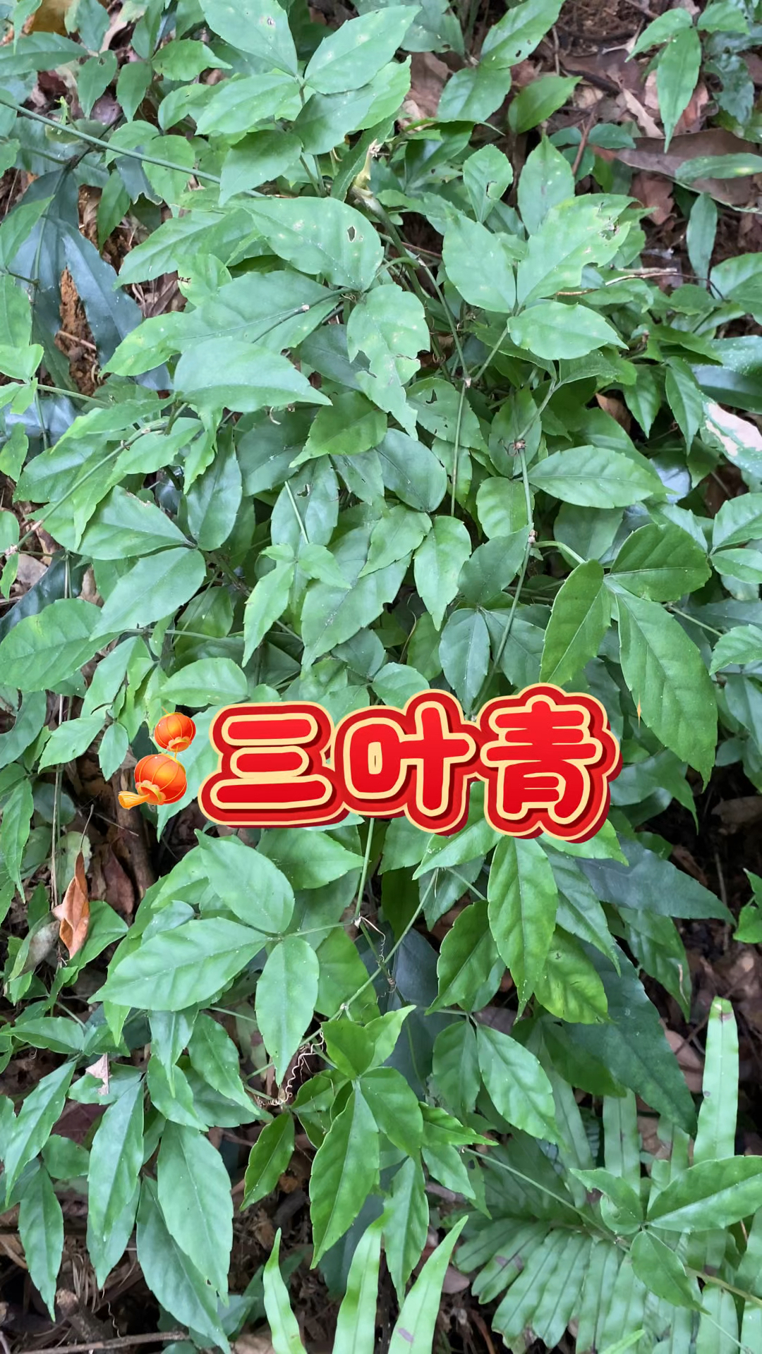 三叶青也叫"金线吊葫芦",看看你认识吗?