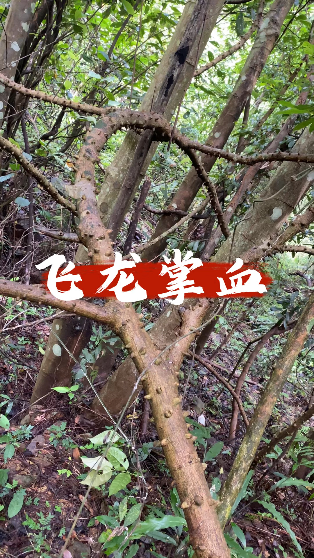 飞龙掌血也叫"见血飞",看看你认识吗?