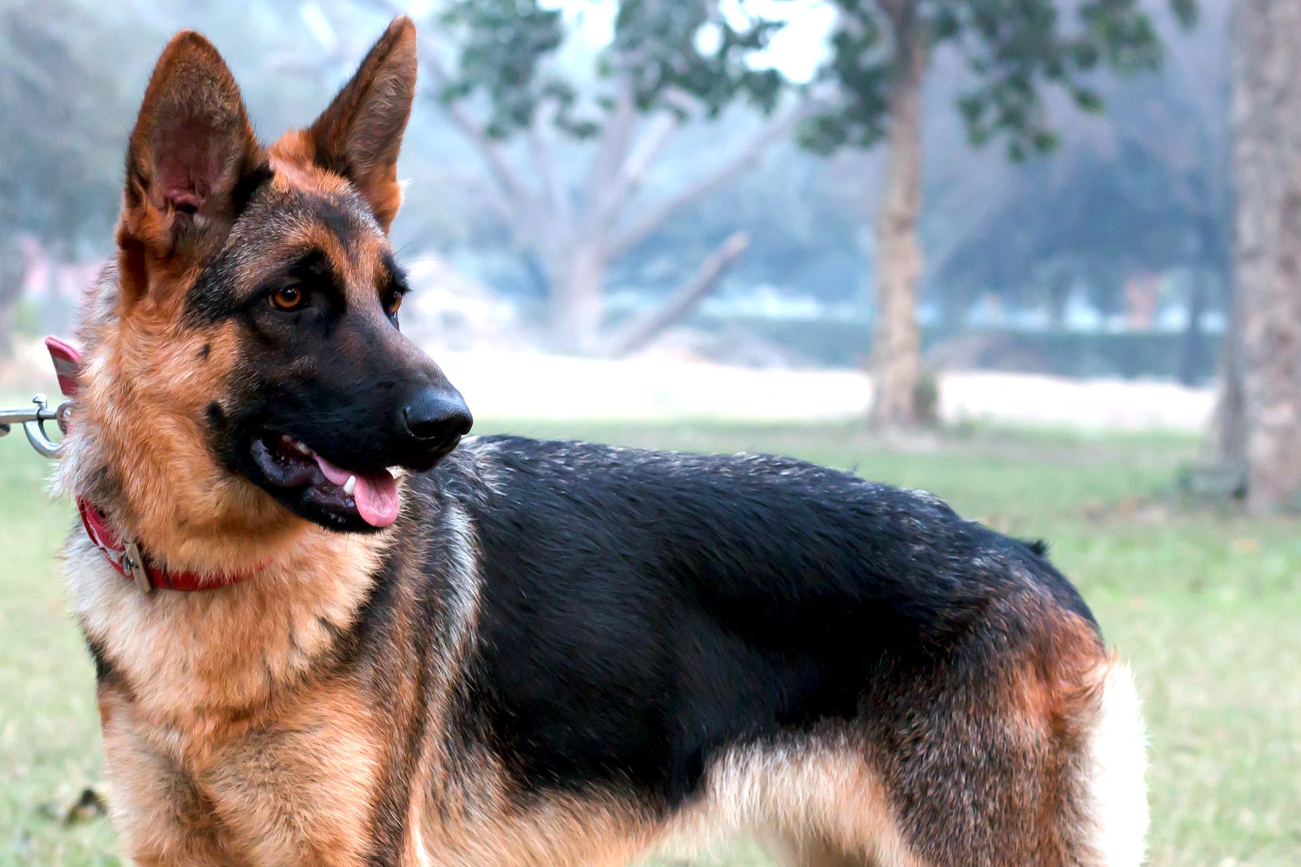 有关卖马犬视频的网站_有关卖马犬视频的网站大全