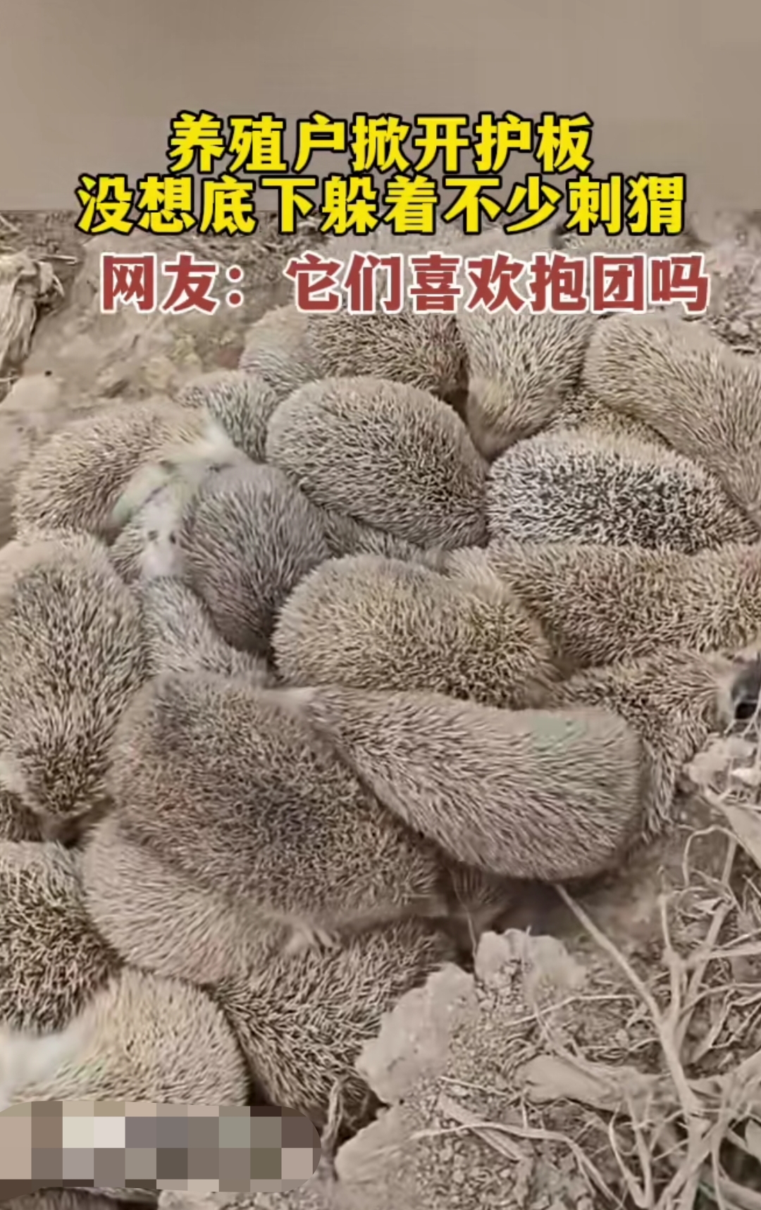 有一次上山的时候在路边看到一只刺猬他们就开始捉弄它取乐