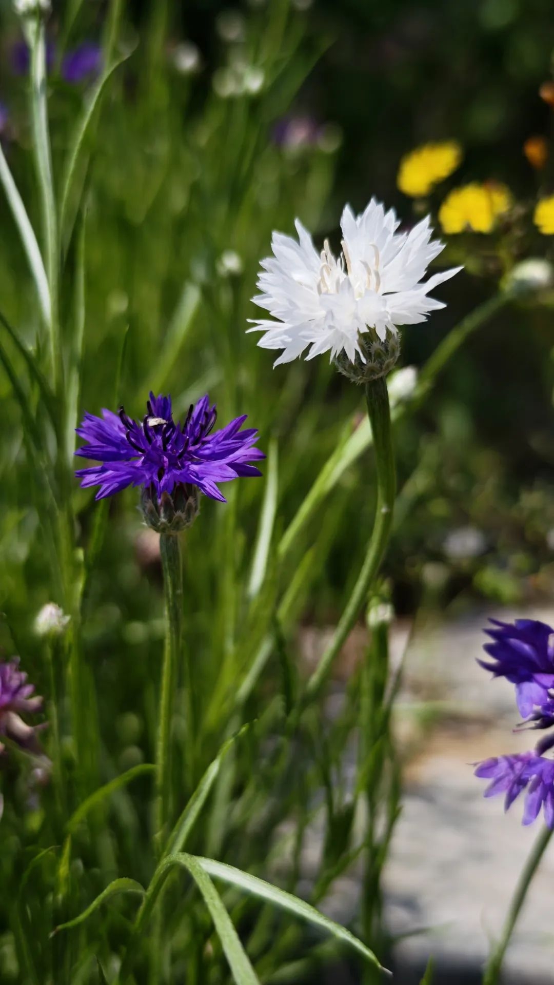矢车菊是菊科矢车菊属一年生或二年生草本植物,别名蓝芙蓉,翠蓝,原产