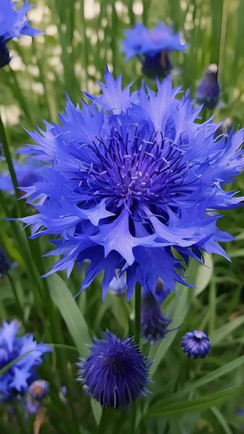 矢车菊是菊科矢车菊属一年生或二年生草本植物,别名蓝芙蓉,翠蓝,原产
