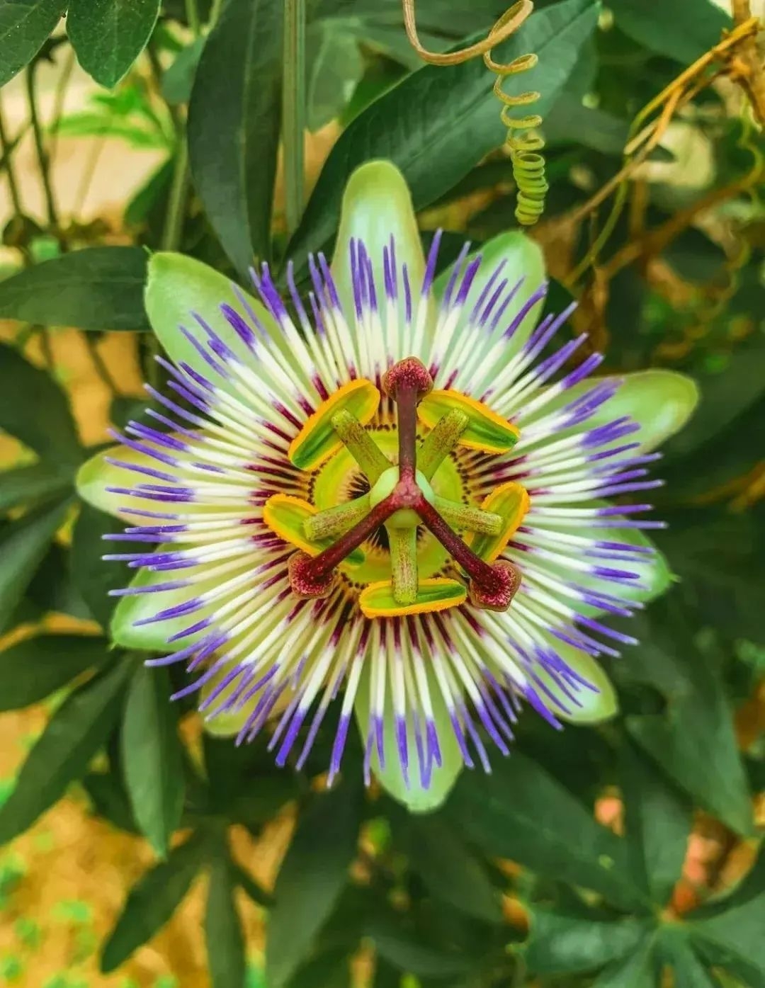 西番莲是西番莲科西番莲属草质藤本,正式中名源于《南越笔记》,在