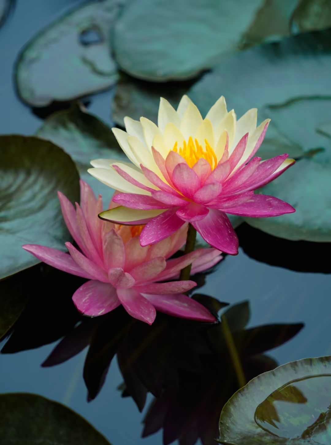 睡莲:在古希腊神话中,睡莲被视为女神的化身,象征着纯洁与美丽;古埃及