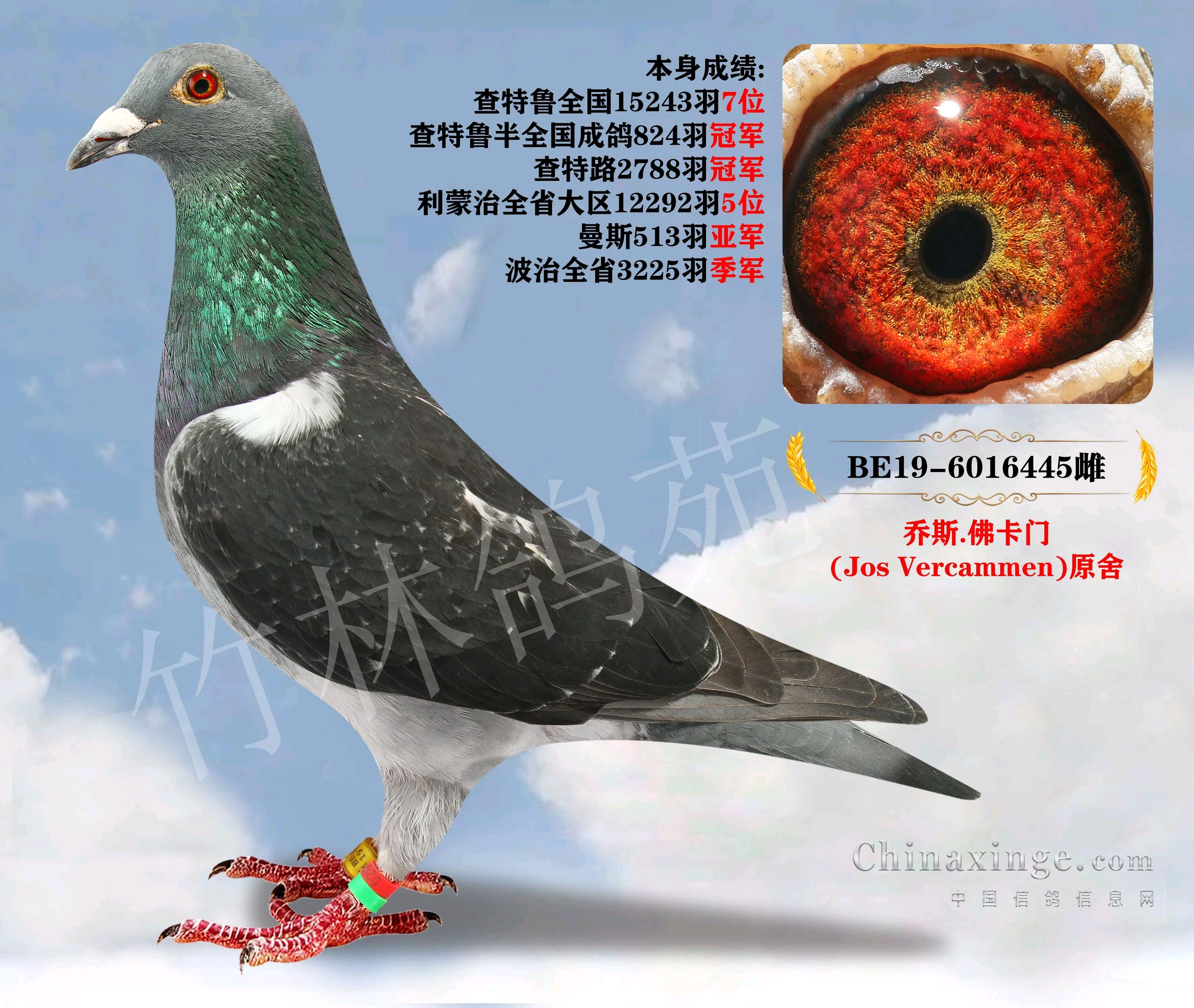 如何挑选你棚里面最好的雄鸽!
