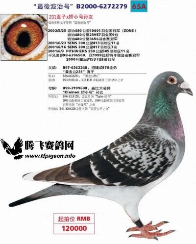 《荷兰鸽界传奇彼得·迪威德,六大鉴鸽忠告揭秘》