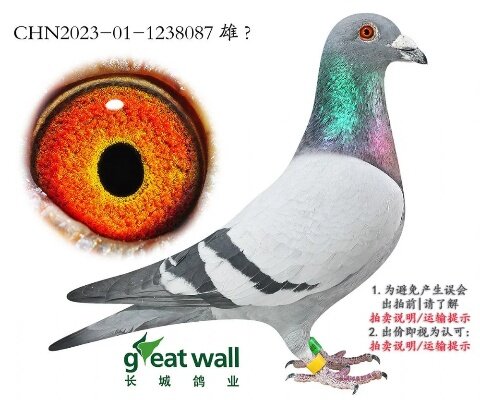 于柏华谈中美赛鸽:饲养理念碰撞与融合