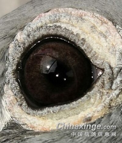 鸽子眼睛搭配牛眼的鸽子里有黄眼也有沙眼