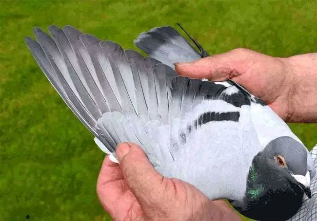 翅膀结构与羽条特征鸽子翅膀的优劣对飞行影响重大