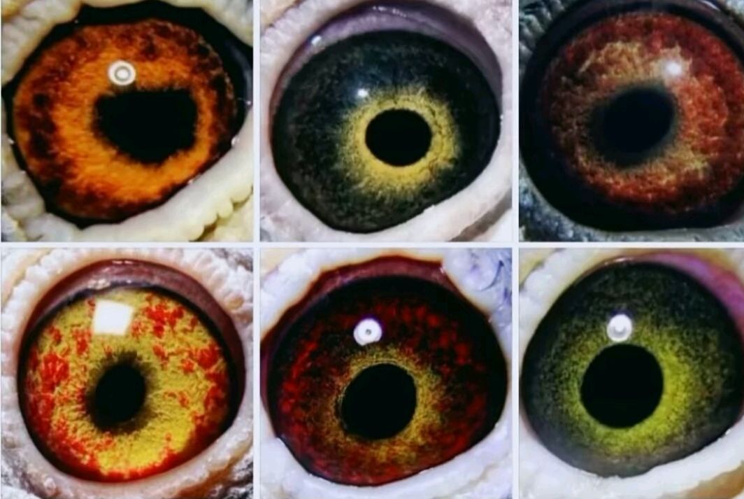 牛眼鸽子的飞行奥秘:眼沙,温度与距离的微妙平衡