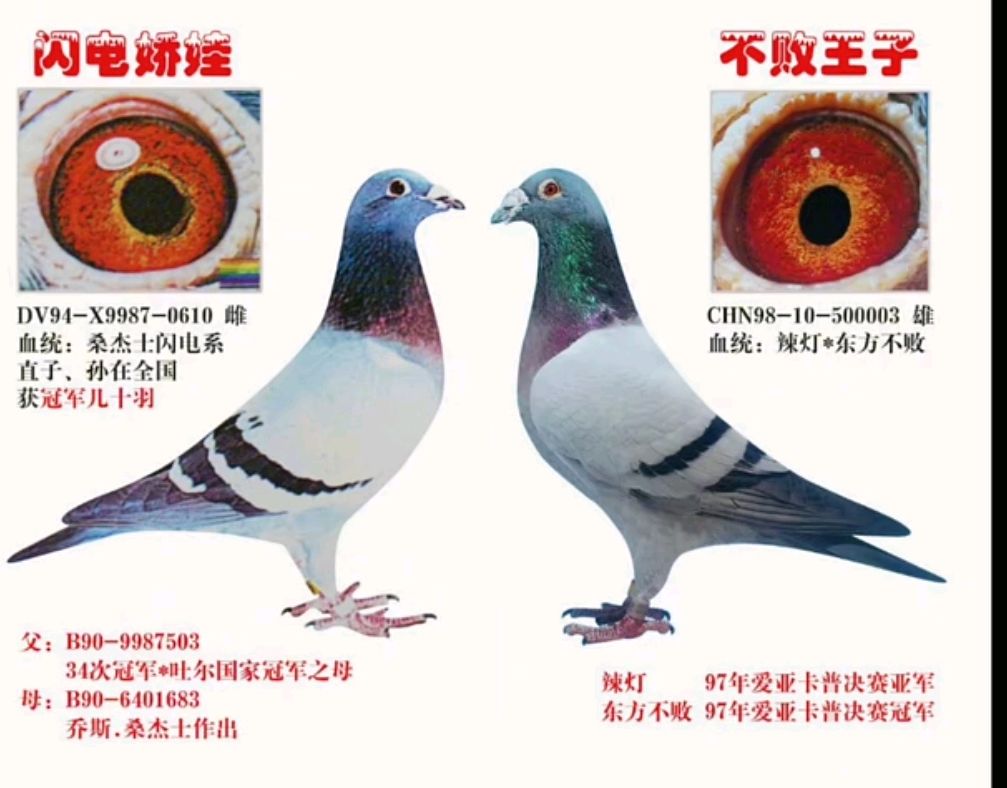 桑杰士黄金配对传奇:闪电娇娃与不败王子的血脉荣光在信鸽圈被时间封