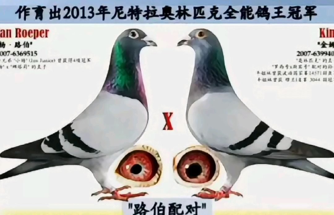 利奥鸽舍黄金配对谱系解密:从血脉传承看顶级鸽系的育种哲学